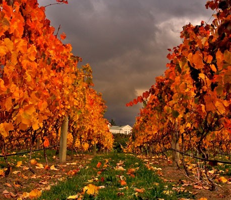 呼死您软件免费